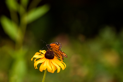 3D彩票第096期开奖号码结果已公布 3D彩票第096期开奖号码结果已公布